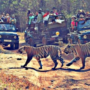 Tadoba National Park