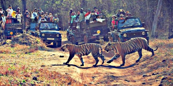 Tadoba National Park